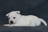 3. WESTIE 1 MOIS 002